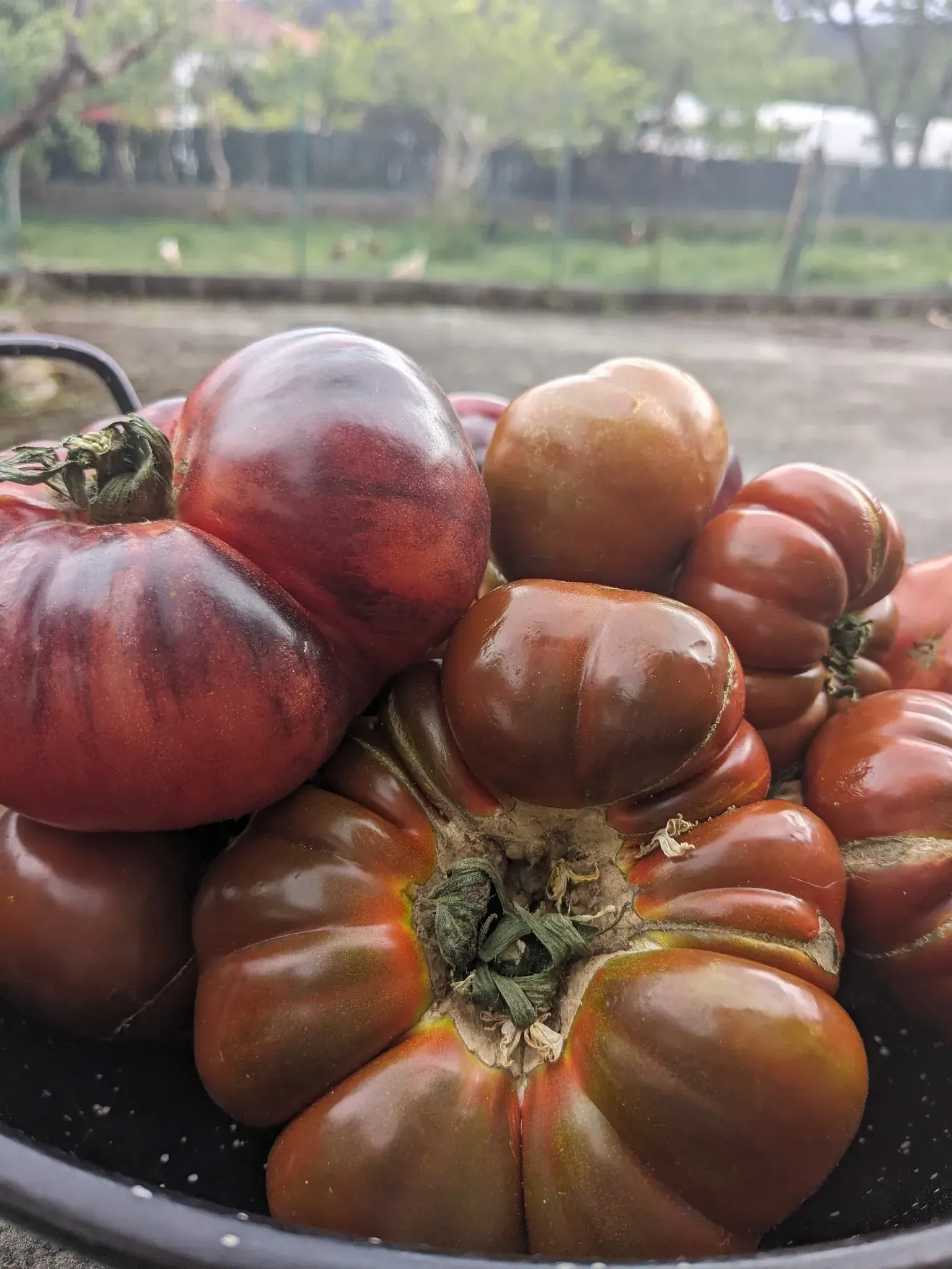 Pila de tomates de color marrón rojizo oscuro con crestas distintivas, en un recipiente negro al aire libre.