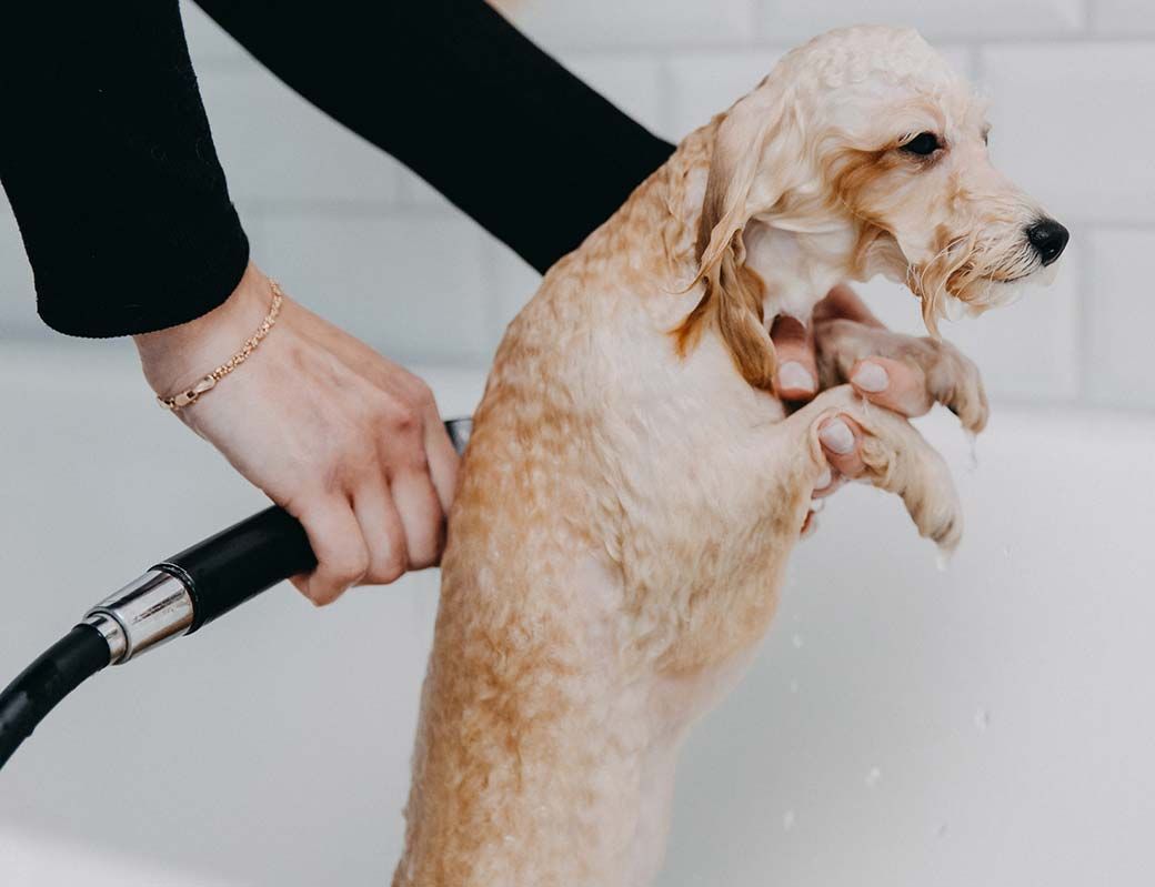Un perrito pequeño de color canela está siendo bañado en una bañera con una manguera por la mano de una persona.