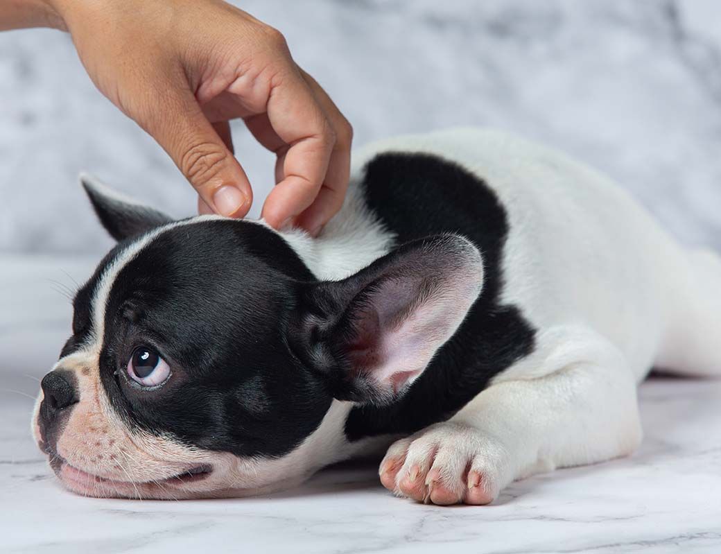Cachorro blanco y negro acostado mientras una mano le acaricia suavemente la cabeza.