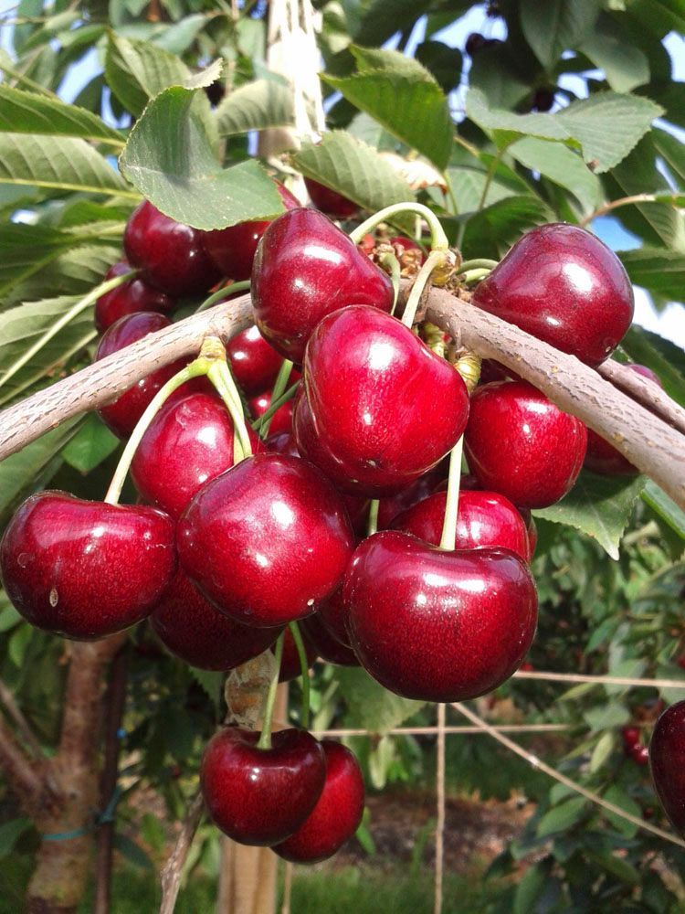 Obsthof Alvermann | Einblick