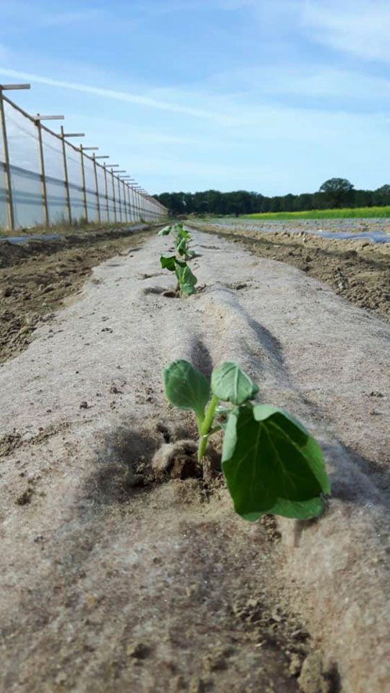 Obsthof Alvermann | Einblick