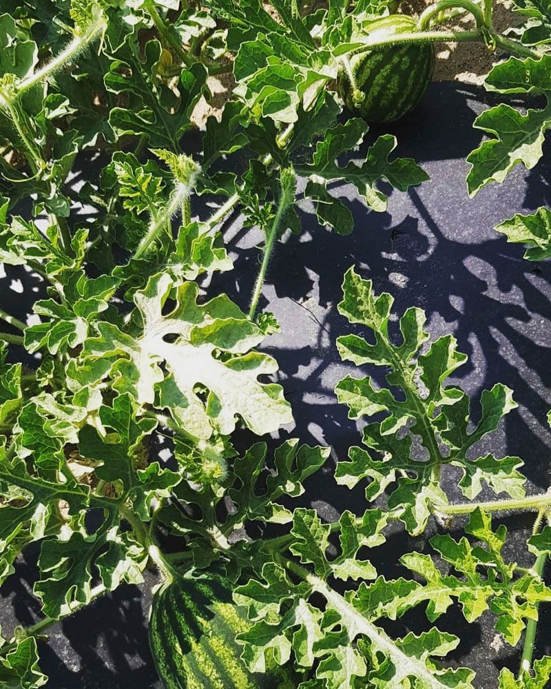 Obsthof Alvermann | Einblick