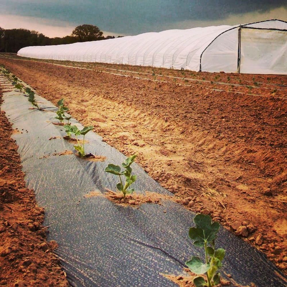 Obsthof Alvermann | Einblick