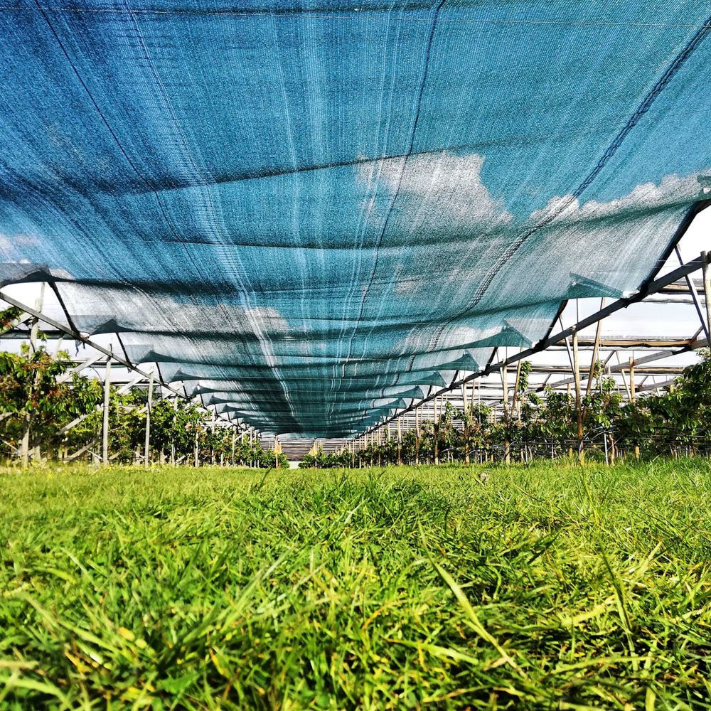 Obsthof Alvermann | Einblick