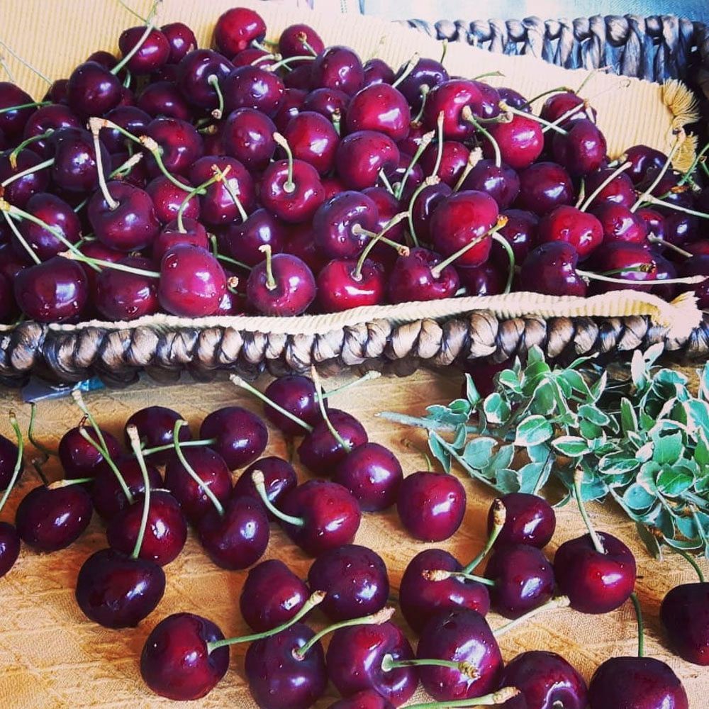 Obsthof Alvermann | Einblick