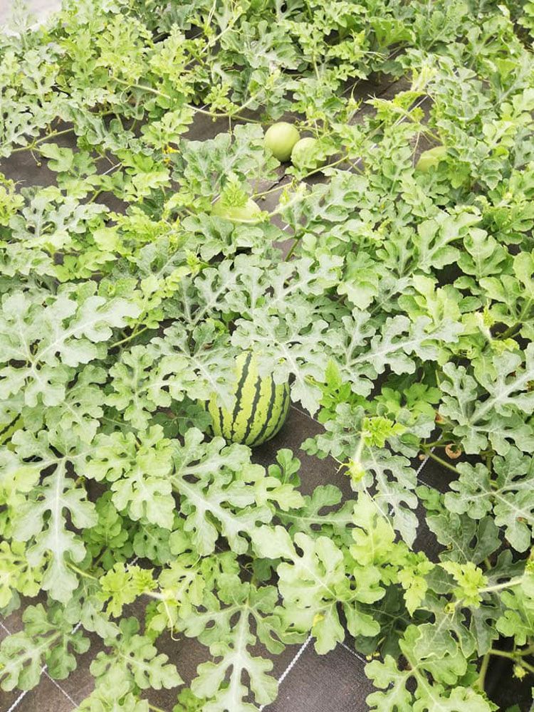 Obsthof Alvermann | Einblick