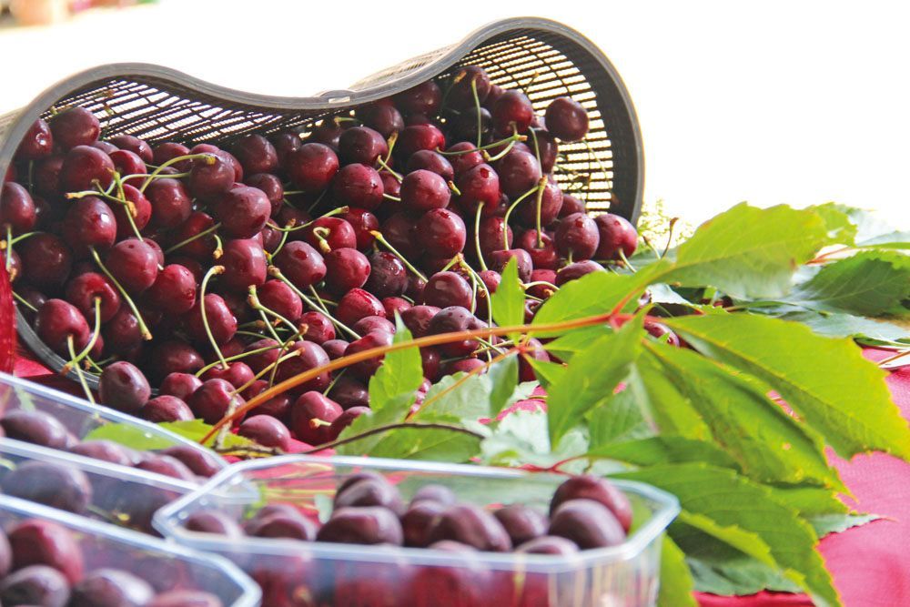 Obsthof Alvermann | Einblick