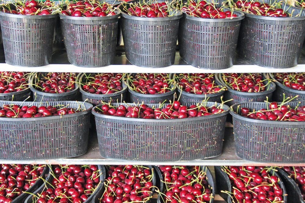 Obsthof Alvermann | Einblick