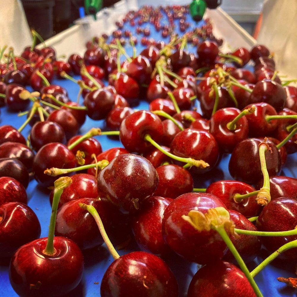 Obsthof Alvermann | Einblick