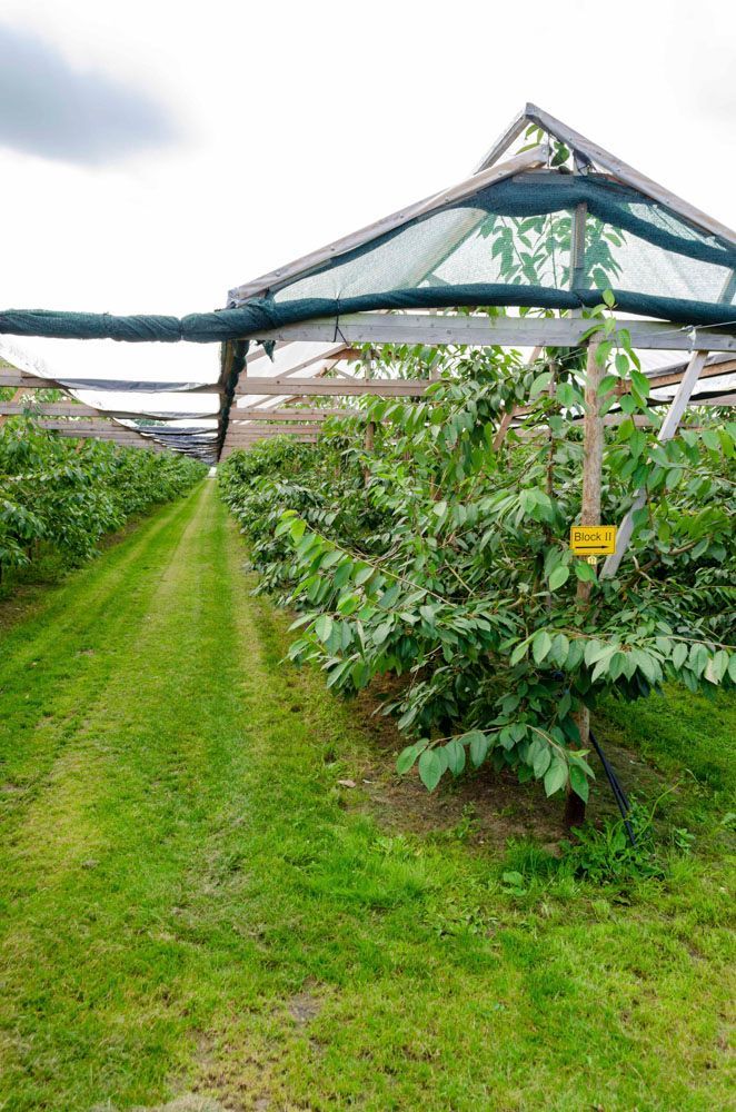 Obsthof Alvermann | Einblick