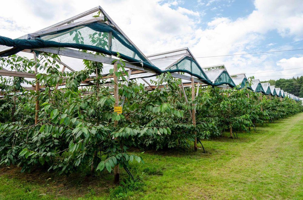 Obsthof Alvermann | Einblick