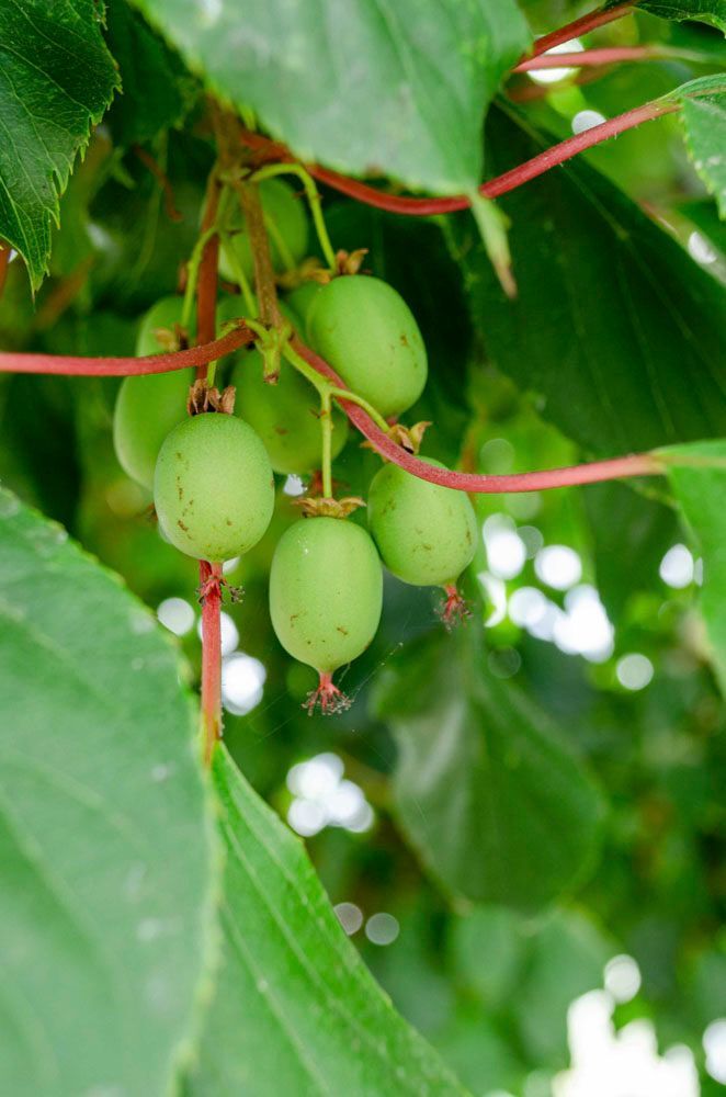 Obsthof Alvermann | Einblick
