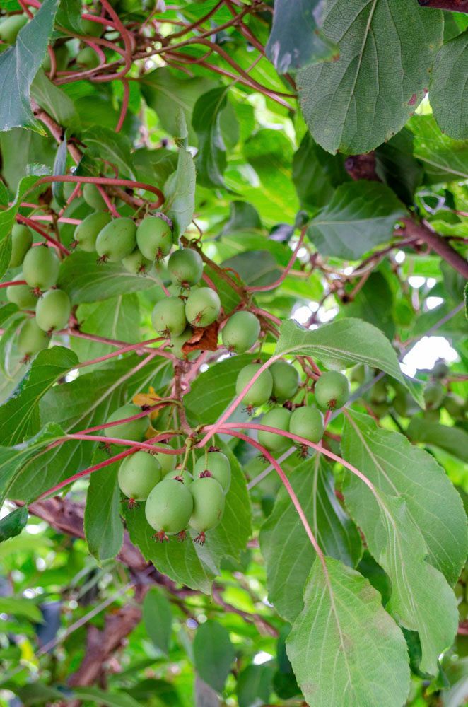 Obsthof Alvermann | Einblick
