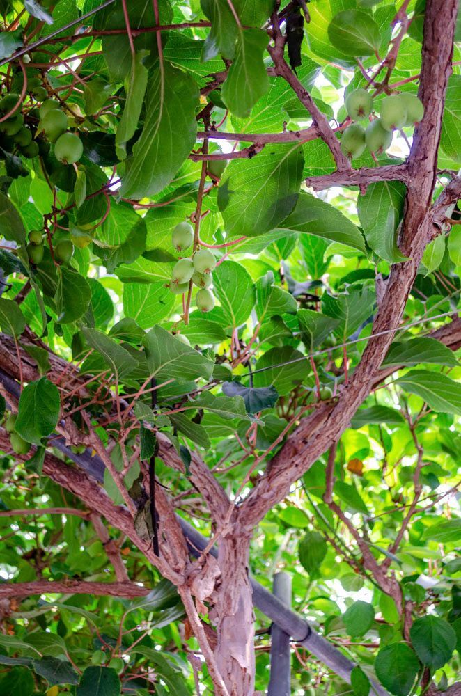 Obsthof Alvermann | Einblick