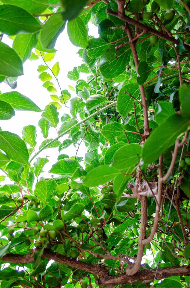 Obsthof Alvermann | Einblick