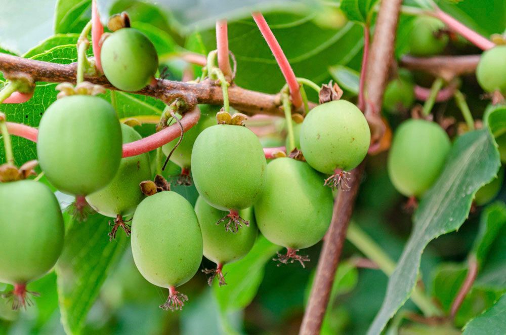 Obsthof Alvermann | Einblick