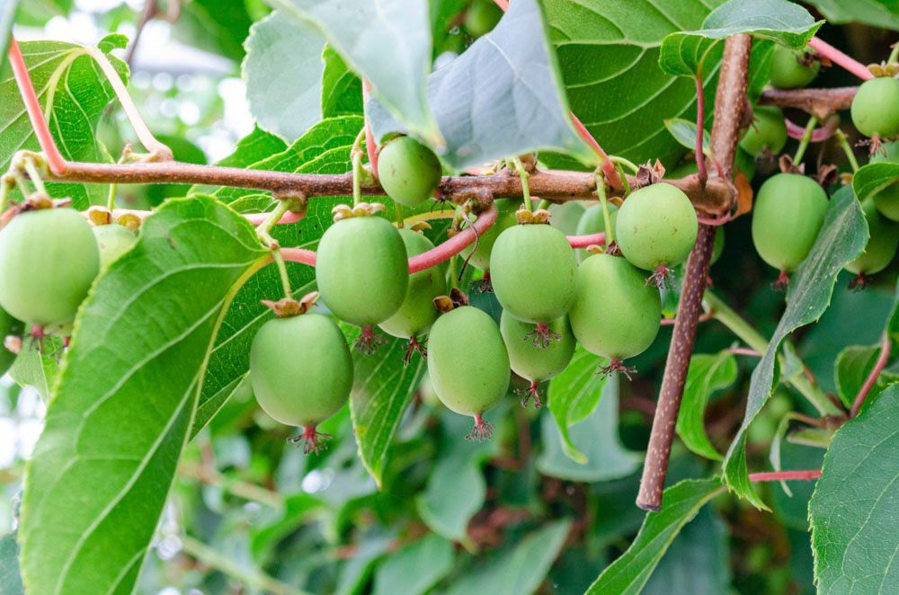 Obsthof Alvermann | Einblick