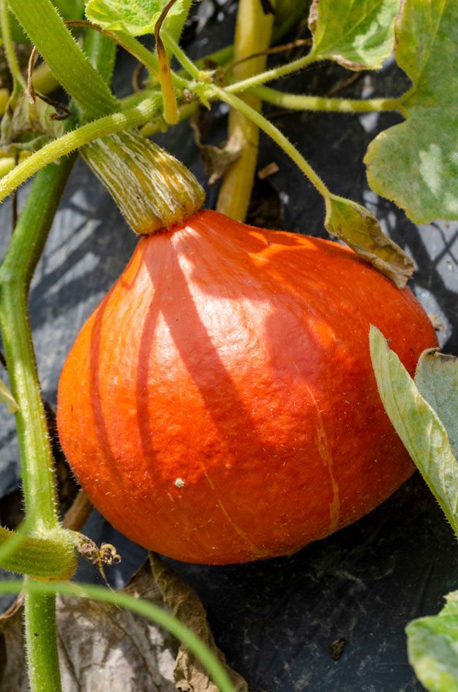 Obsthof Alvermann | Einblick