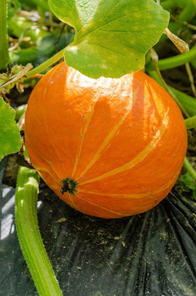 Obsthof Alvermann | Einblick