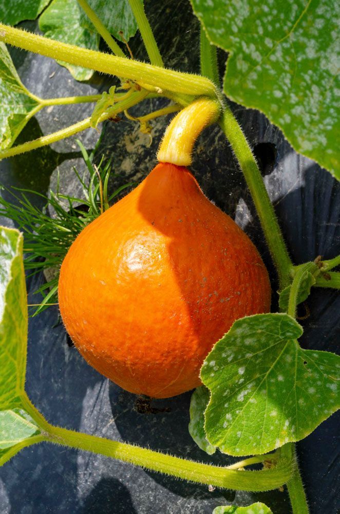 Obsthof Alvermann | Einblick