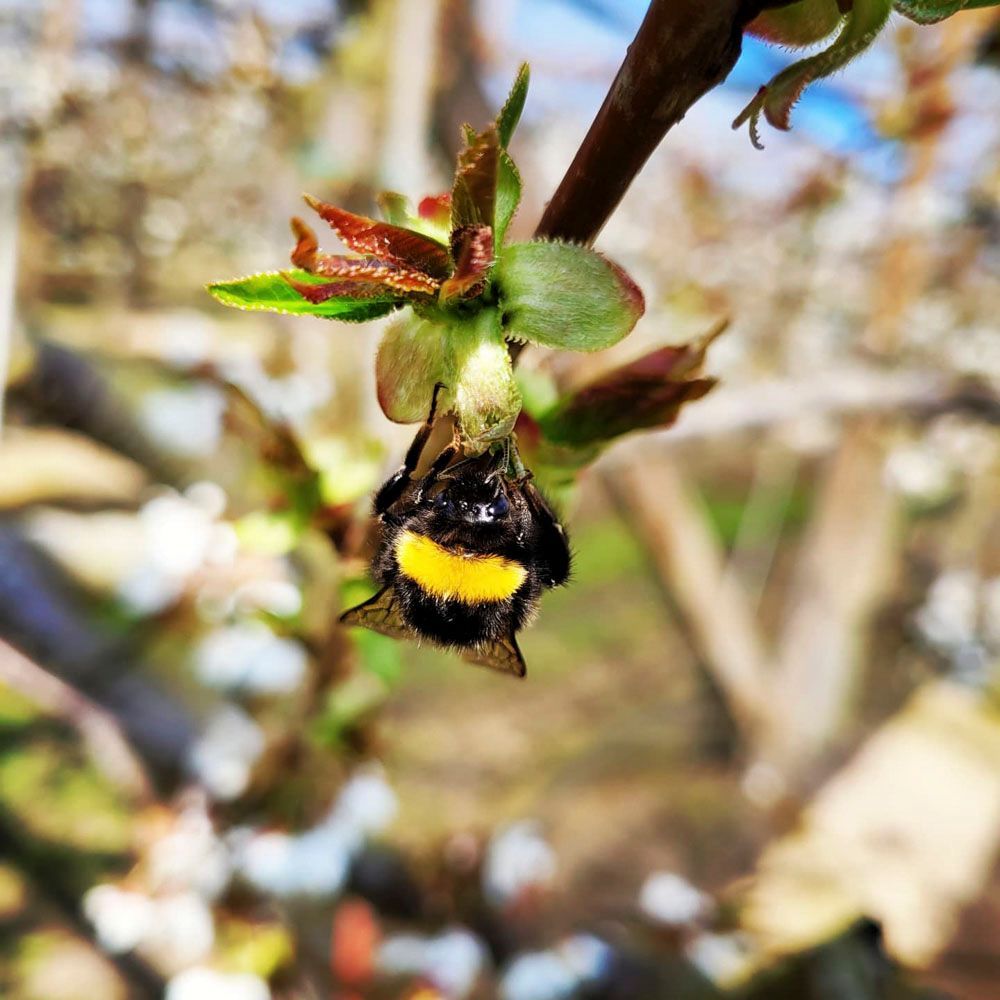 Obsthof Alvermann | Einblick