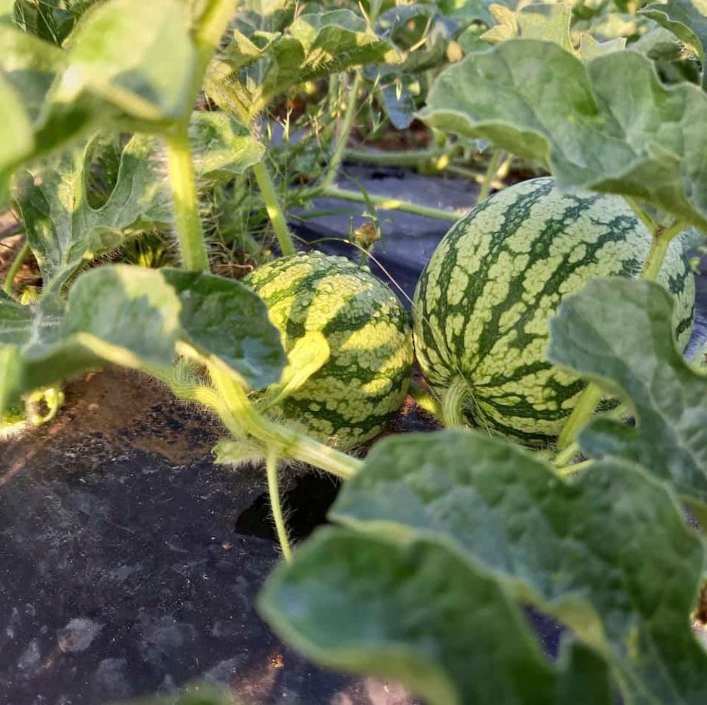 Obsthof Alvermann | Einblick