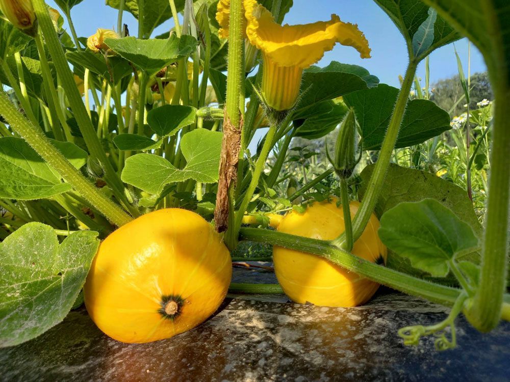 Obsthof Alvermann | Einblick