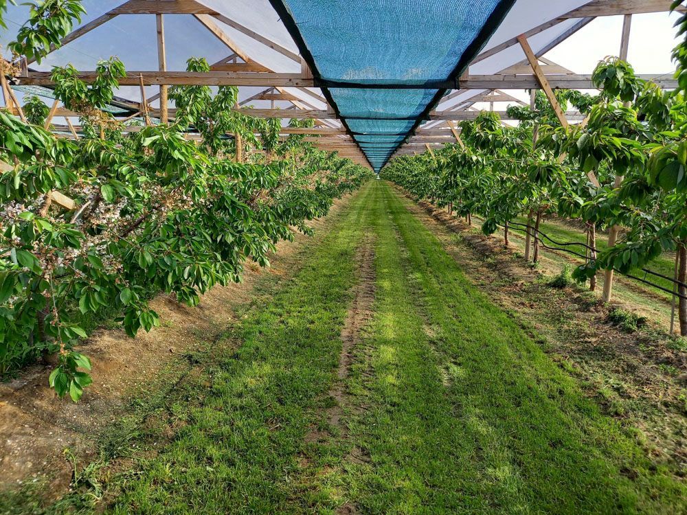 Obsthof Alvermann | Einblick