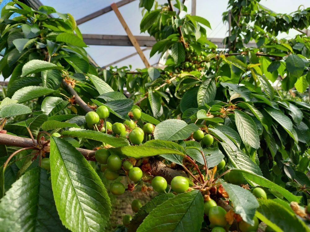 Obsthof Alvermann | Einblick