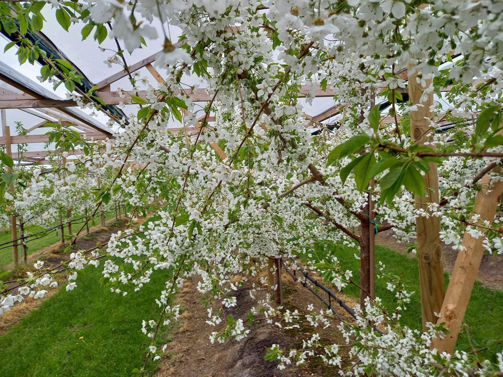 Obsthof Alvermann | Einblick