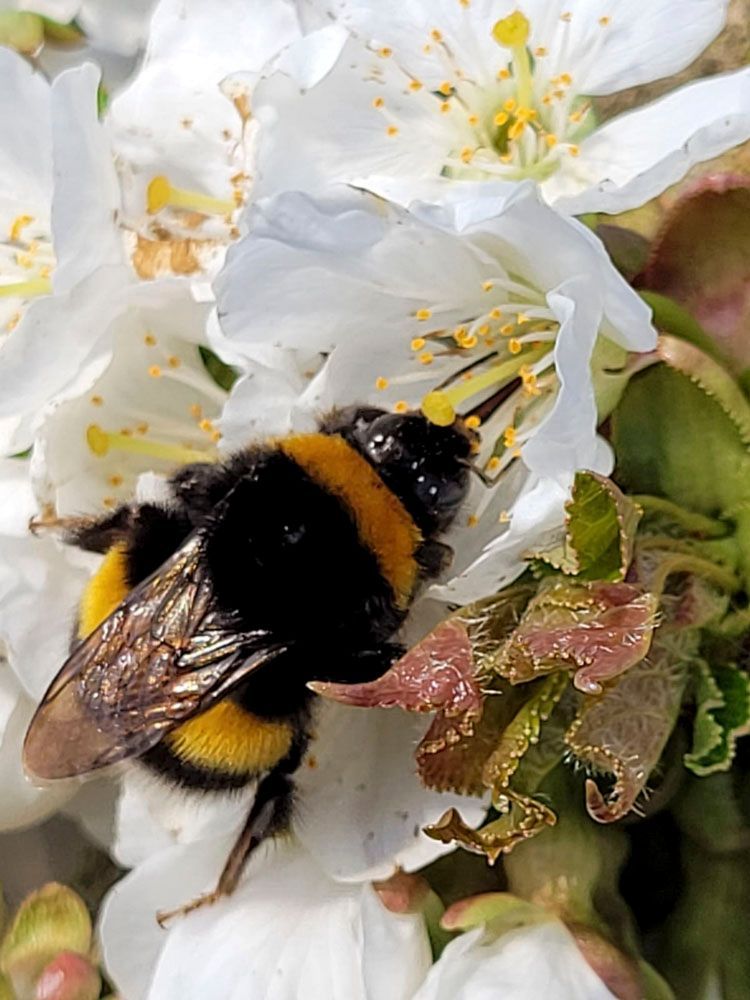 Obsthof Alvermann | Einblick