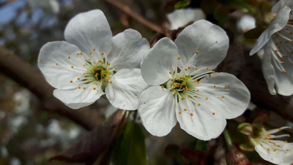 Obsthof Alvermann | Einblick