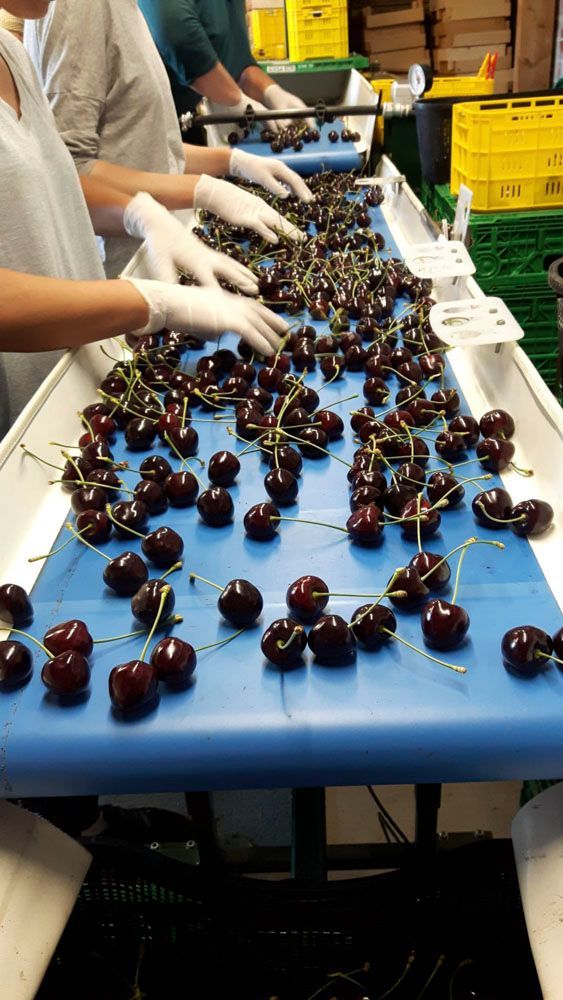 Obsthof Alvermann | Einblick