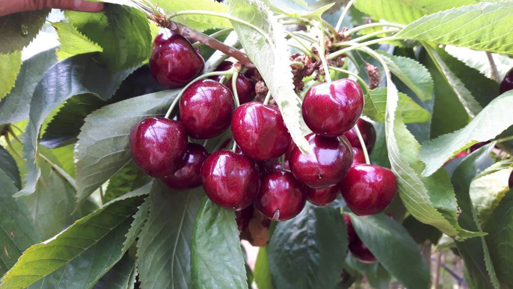 Obsthof Alvermann | Einblick