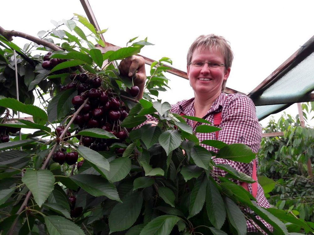 Obsthof Alvermann | Einblick