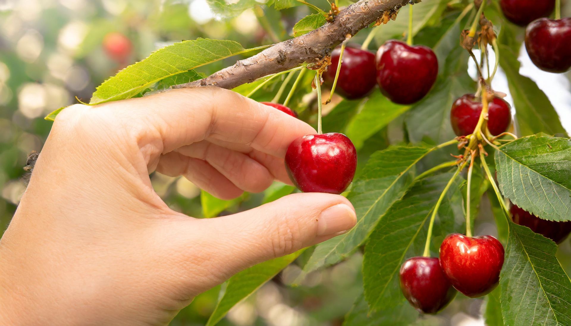 Ein kleiner Junge umarmt einen Baum auf einem Feld.