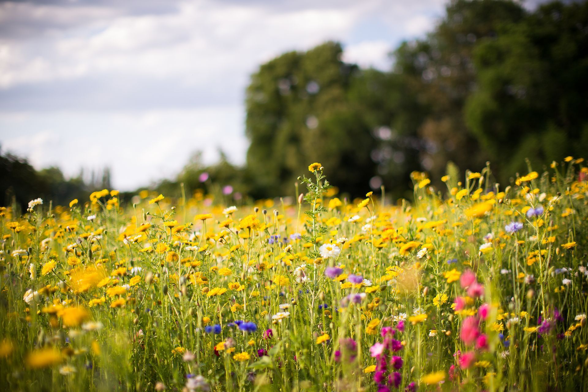 Ein Feld mit rosa Blumen auf einem Hügel mit einem See im Hintergrund.