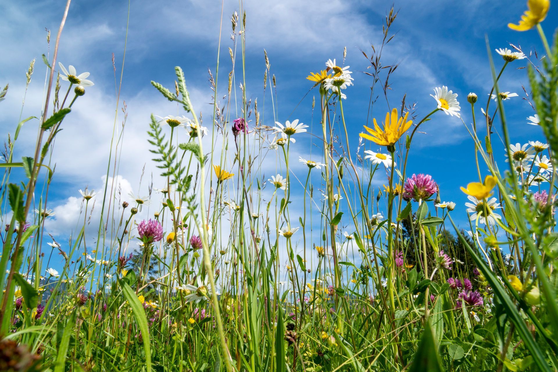 Auf diesem feld gibt es viele verschiedene blumenarten.