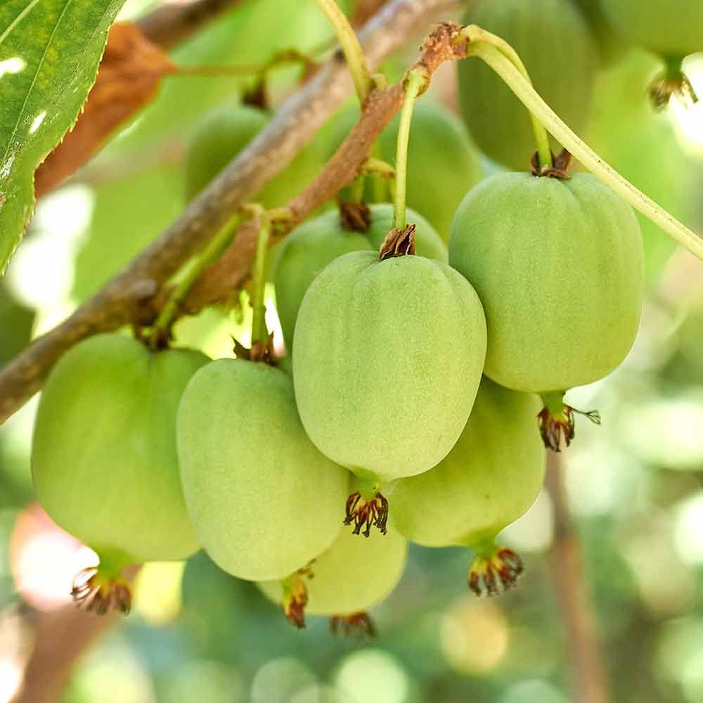 Ein Bündel grüner Kiwis hängt von einem Ast.