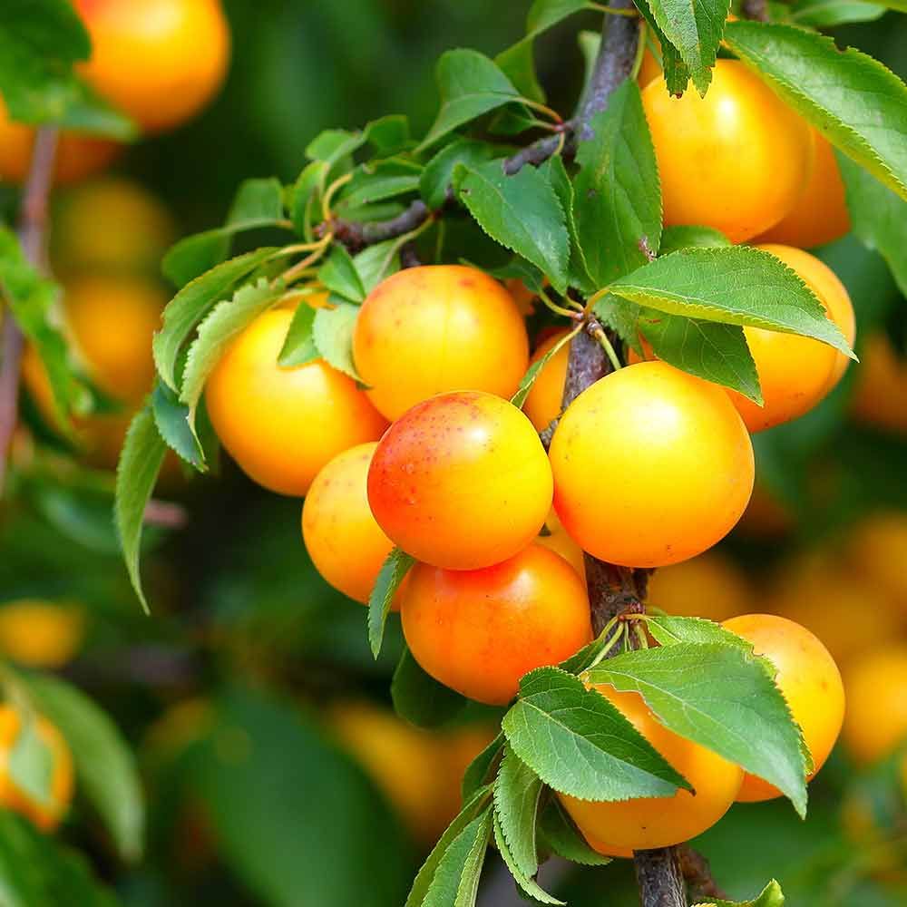 Ein Bündel Orangen, die von einem Ast hängen