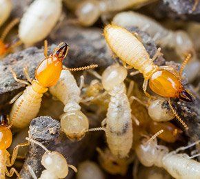 Élimination des nuisibles