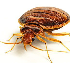 Détection canine punaises de lit