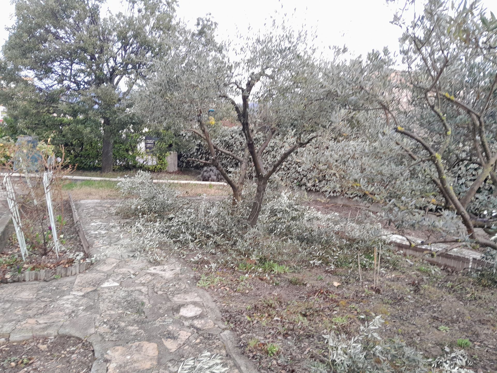 Une scène de jardin avec des oliviers et un chemin en pierre par temps nuageux.