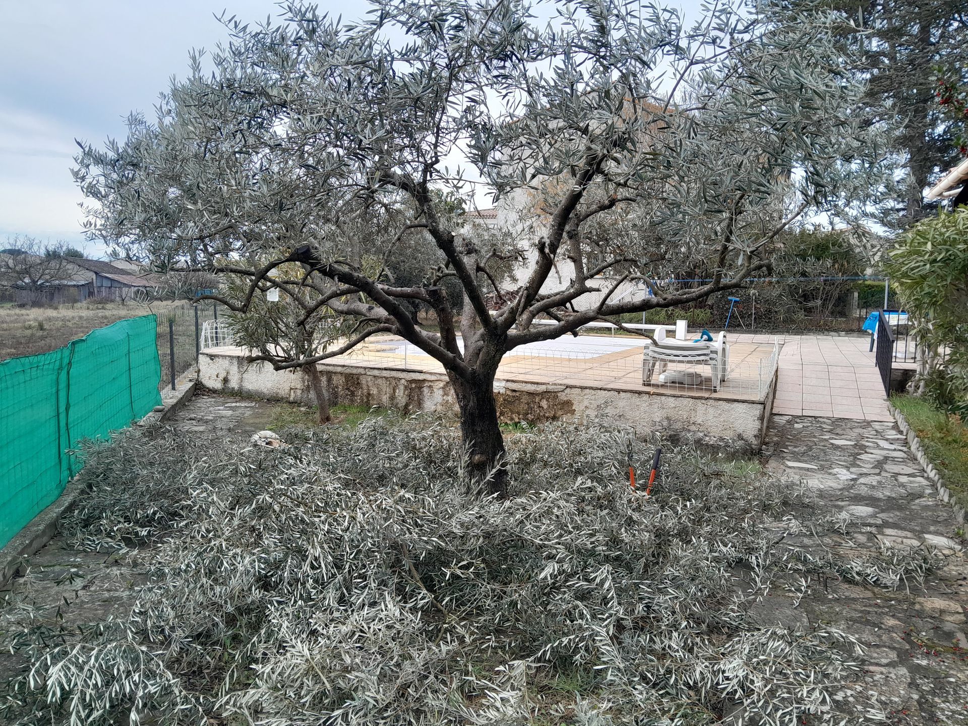 Un olivier taillé dans une cour, avec des branches coupées sur le sol, à côté d'un chemin et d'une clôture.