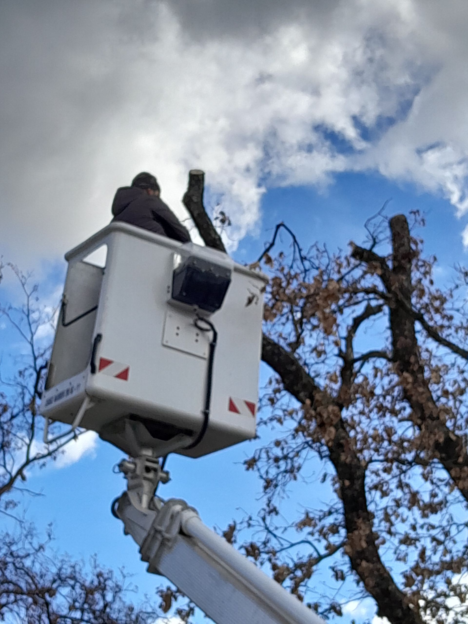 Une personne dans un élévateur à nacelle élague un arbre contre un ciel partiellement nuageux.