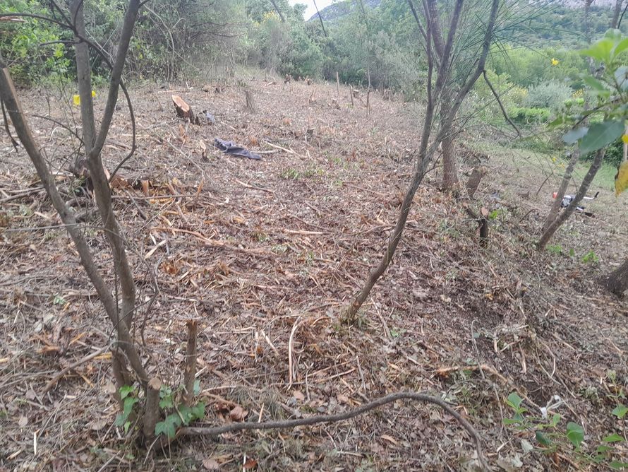 Une clairière à flanc de colline avec de petits arbres coupés et des feuilles brunes et des débris éparpillés.