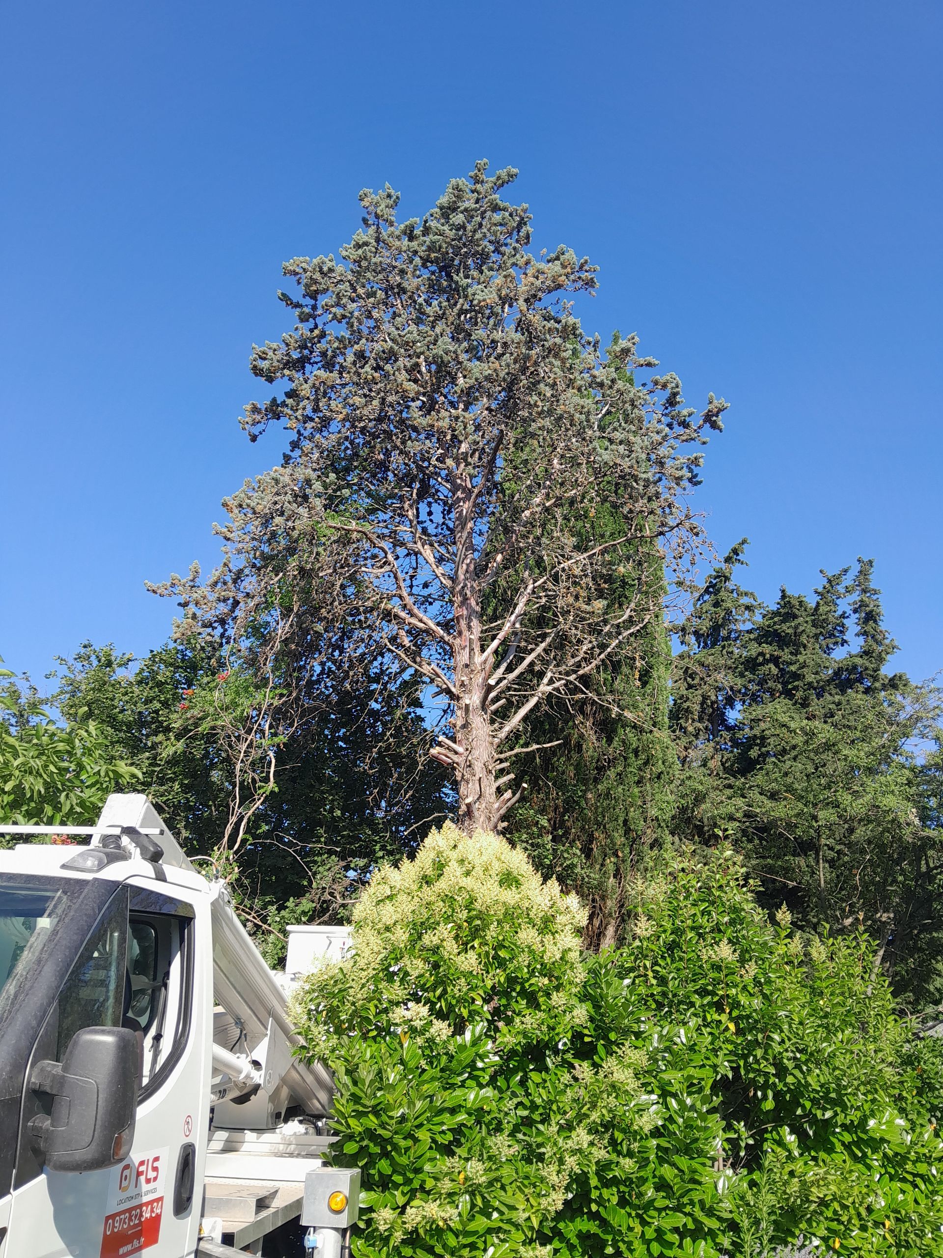 Grand arbre au feuillage gris clair contre un ciel bleu clair, partiellement obscurci par des buissons verts luxuriants.