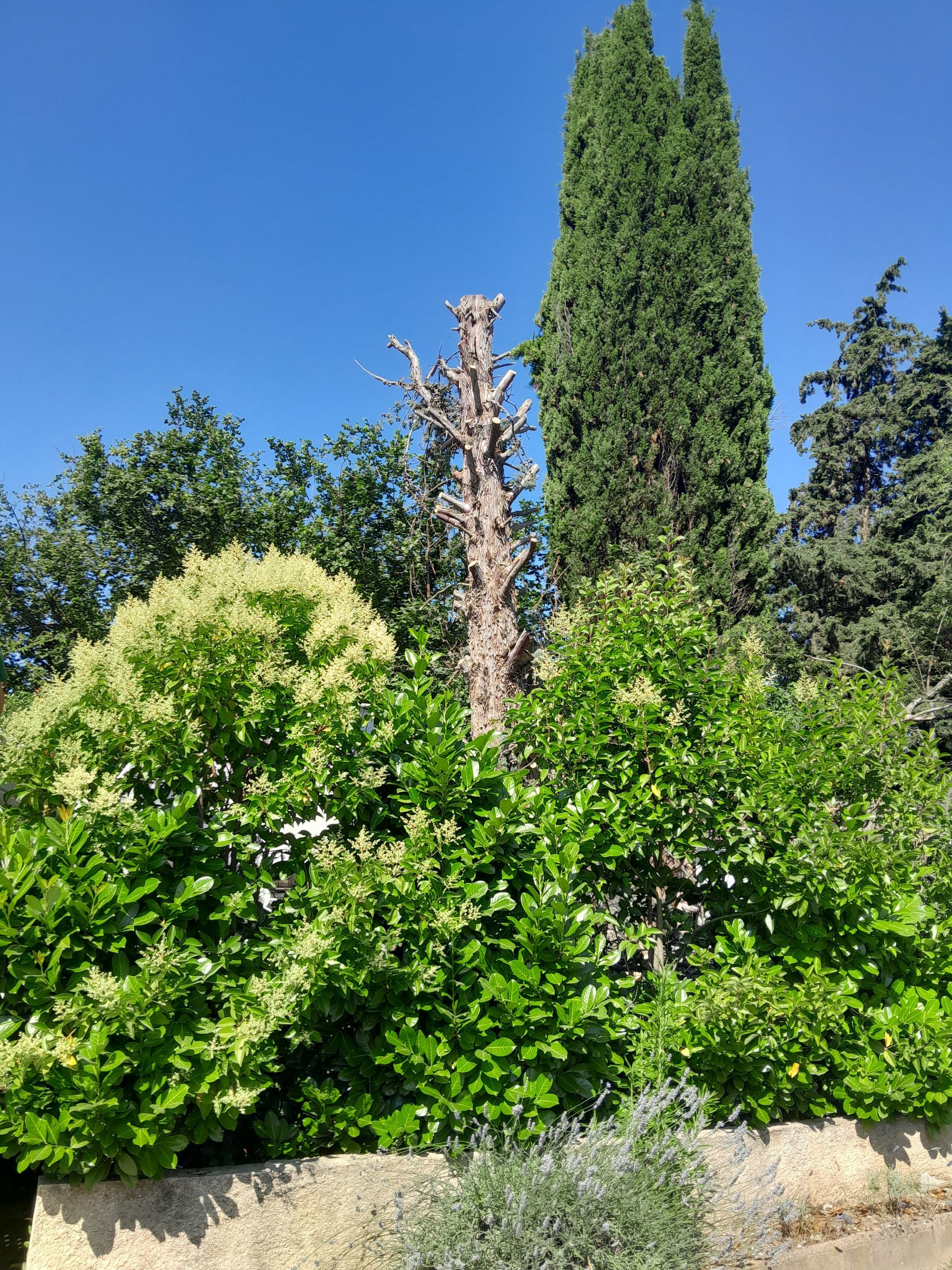 Buissons et arbres verts avec un arbre mort au centre, un grand conifère à droite et un ciel bleu.