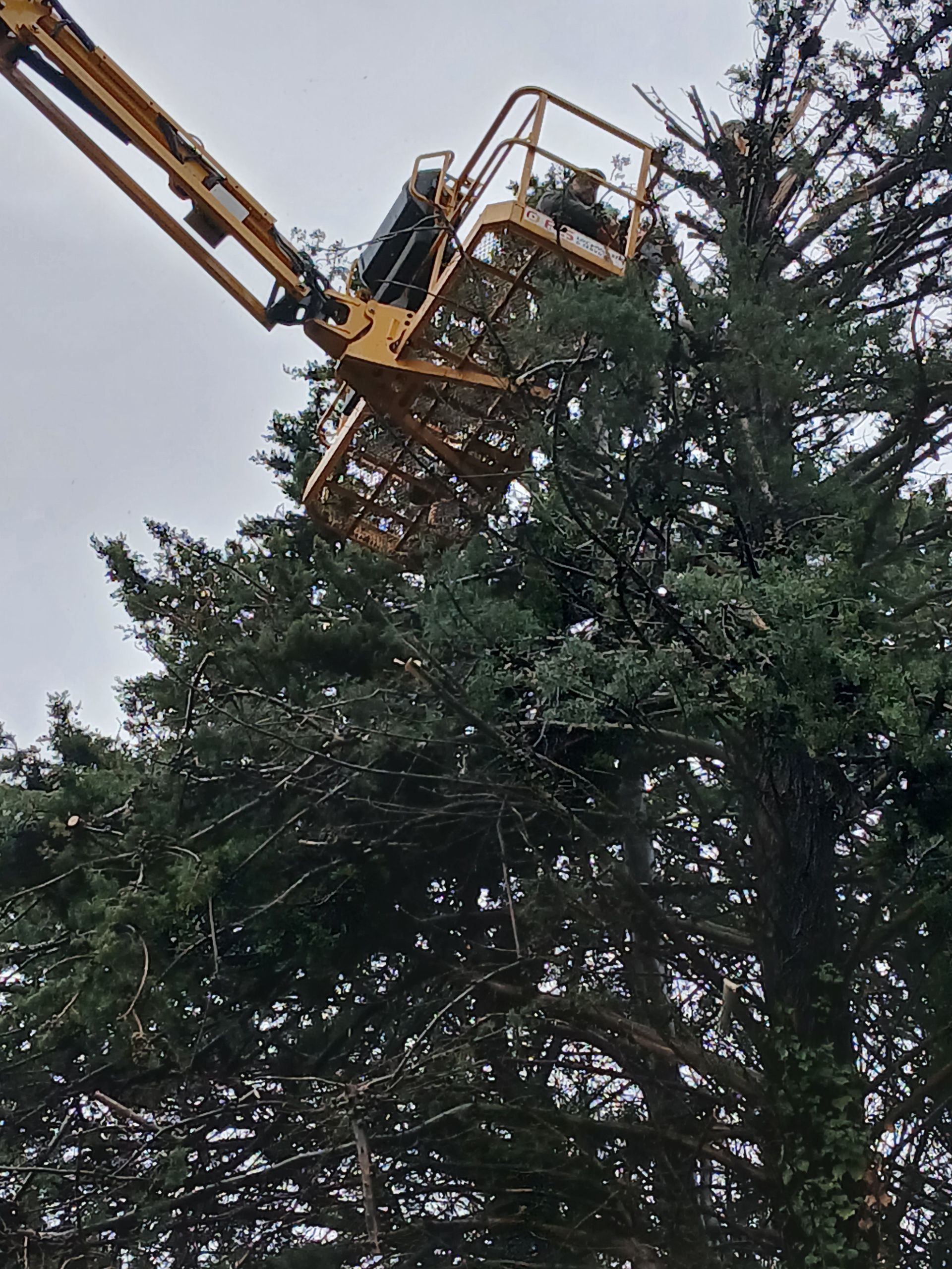 Une nacelle élévatrice jaune taille un grand arbre à feuilles persistantes contre un ciel nuageux.
