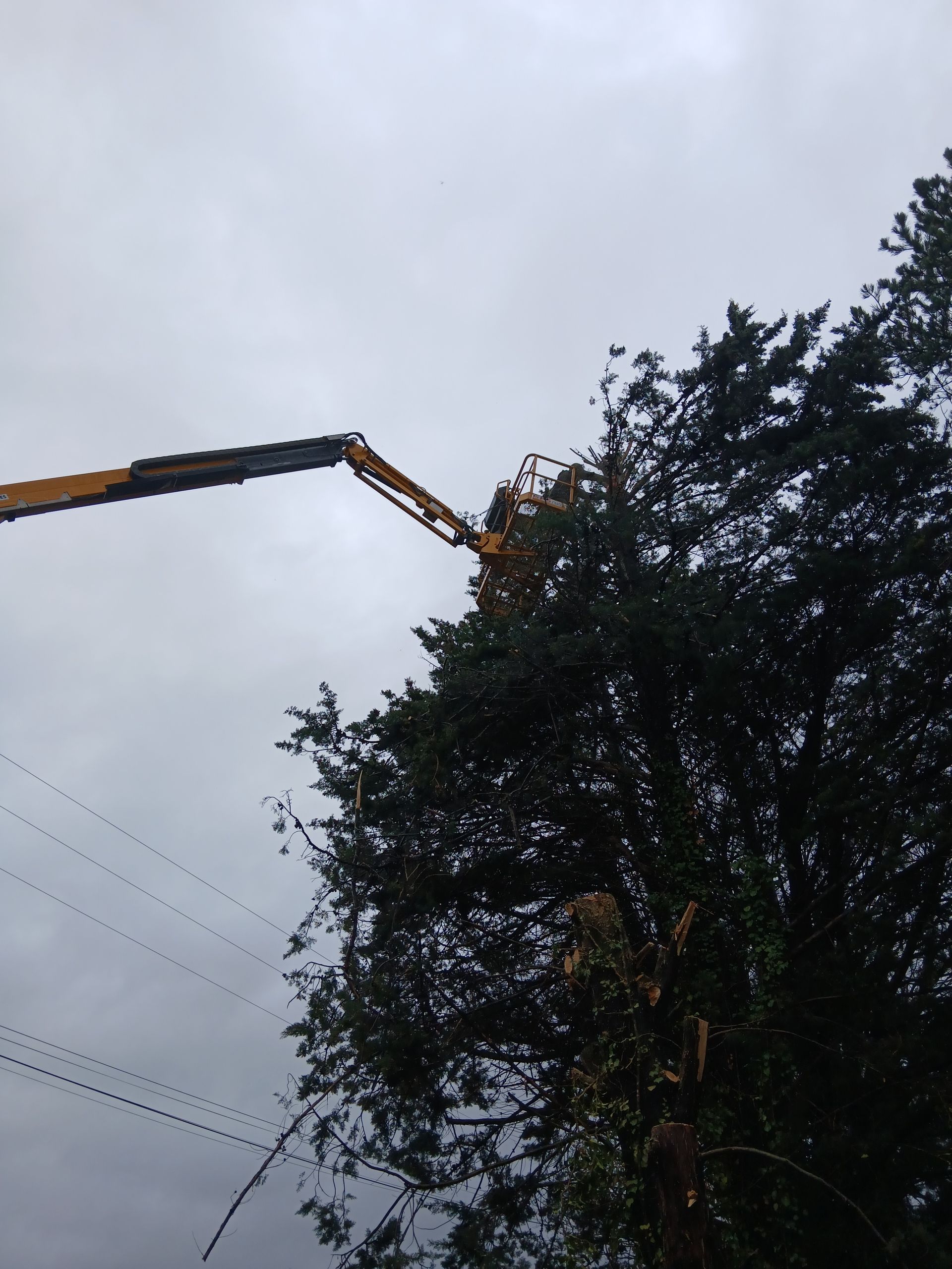 Grue taillant un grand arbre contre un ciel nuageux.